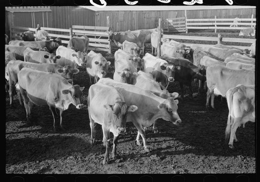 Jersey cows at dairy, Tom Green County, near San Angelo, Texas