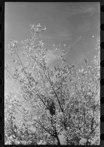 Untitled photo, possibly related to: Knocking pecans out of tree, San Angelo, Texas