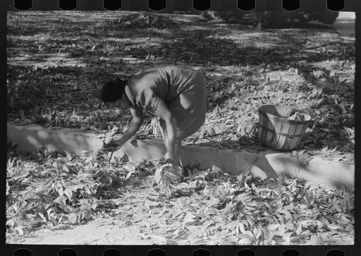 Untitled photo, possibly related to: Picking up pecans from ground, San Angelo, Texas