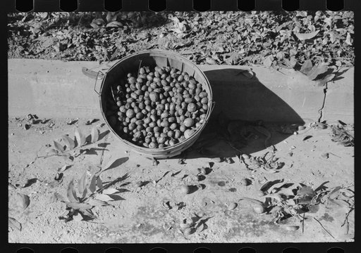 Basketfull of pecans, San Angelo, Texas