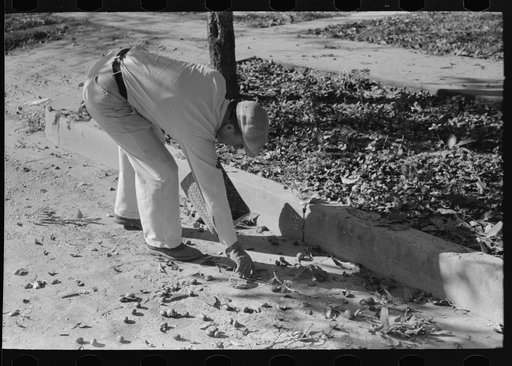 Picking up pecans from ground, San Angelo, Texas