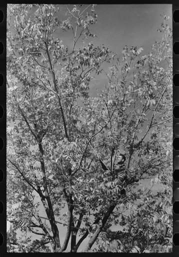 Knocking pecans out of tree, San Angelo, Texas