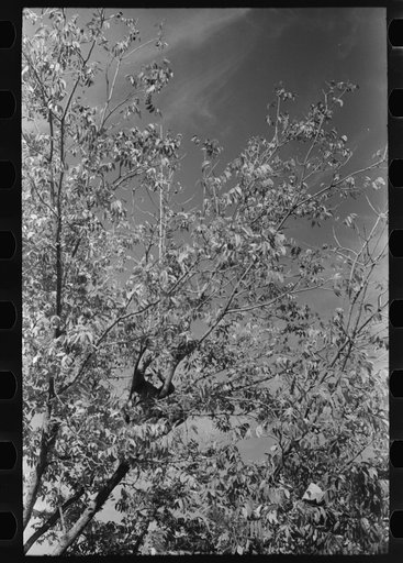 Untitled photo, possibly related to: Knocking pecans out of tree, San Angelo, Texas
