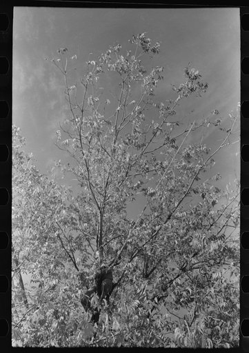 Untitled photo, possibly related to: Knocking pecans out of tree, San Angelo, Texas