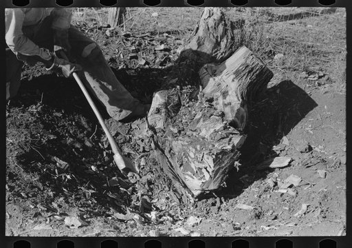 Untitled photo, possibly related to: Mesquite stump being grubbed out on land which will be used for truck farming, Tom Green County, near San Angelo, Texas