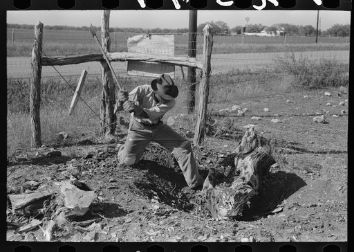 Mesquite stump being grubbed out on land which will be used for truck farming, Tom Green County, near San Angelo, Texas