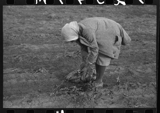 Untitled photo, possibly related to: Wife of Pomp Hall, Negro tenant farmer, pulling turnips, Creek County, Oklahoma. See general caption number 23
