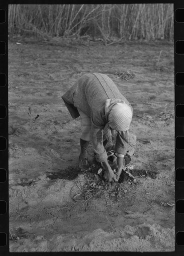 Wife of Pomp Hall, Negro tenant farmer, pulling turnips, Creek County, Oklahoma. See general caption number 23
