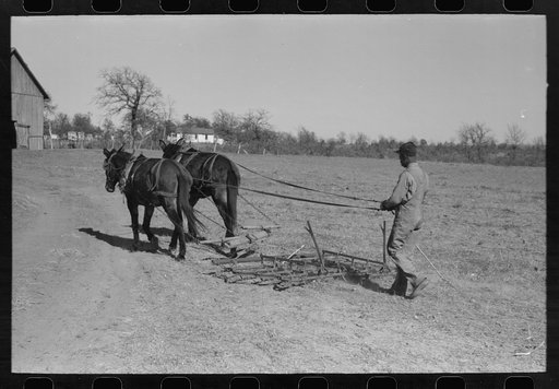 Son of Pomp Hall, tenant farmer, going to work the field with a spike tooth harrow, Creek County, Oklahoma. See general caption number 23