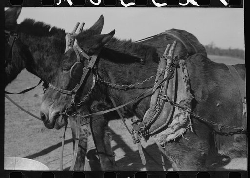 Harnessed mules of Pomp Hall, Negro tenant farmer, Creek County, Oklahoma. See general caption number 23