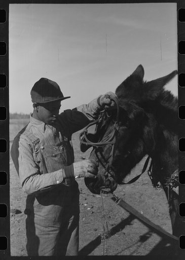 Untitled photo, possibly related to: Son of Pomp Hall, Negro tenant farmer, unharnessing mule on his father's farm, Creek County, Oklahoma. See general caption number 23