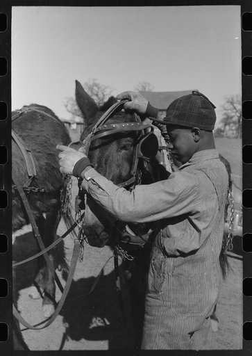 Son of Pomp Hall, Negro tenant farmer, unharnessing mule on his father's farm, Creek County, Oklahoma. See general caption number 23