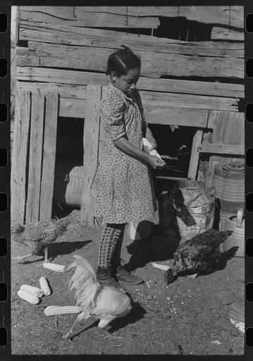 Daughter of Pomp Hall, Negro tenant farmer, feeding corn to her three chickens which were her 4-H Club project, Creek County, Oklahoma. See general caption number 23