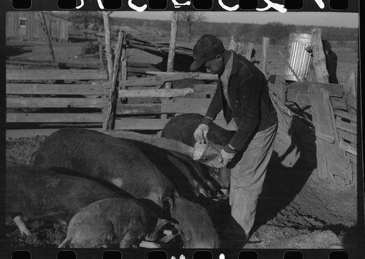 Untitled photo, possibly related to: Son of Pomp Hall, Negro tenant farmer, eating black walnuts which were grown on their farm in Creek County, Oklahoma. See general caption number 23