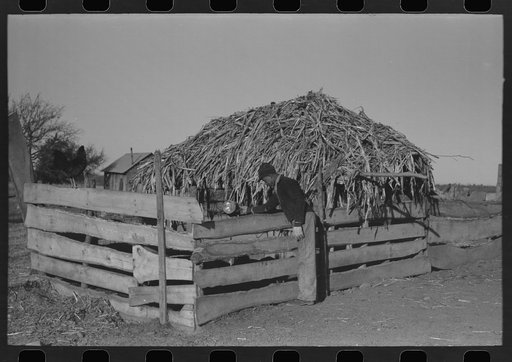 Untitled photo, possibly related to: Pouring bran into can for mixing into a mash for the hogs. Sons of Pomp Hall, Negro tenant farmer, Creek County, Oklahoma. See general caption number 23