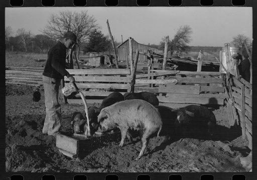Untitled photo, possibly related to: Pouring bran into can for mixing into a mash for the hogs. Sons of Pomp Hall, Negro tenant farmer, Creek County, Oklahoma. See general caption number 23