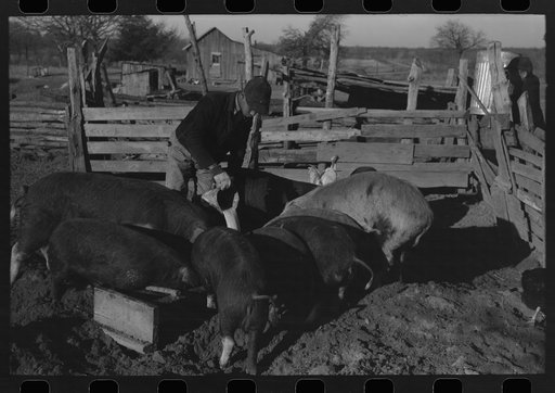 Untitled photo, possibly related to: Pouring bran into can for mixing into a mash for the hogs. Sons of Pomp Hall, Negro tenant farmer, Creek County, Oklahoma. See general caption number 23