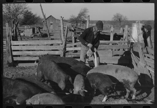 Untitled photo, possibly related to: Pouring bran into can for mixing into a mash for the hogs. Sons of Pomp Hall, Negro tenant farmer, Creek County, Oklahoma. See general caption number 23