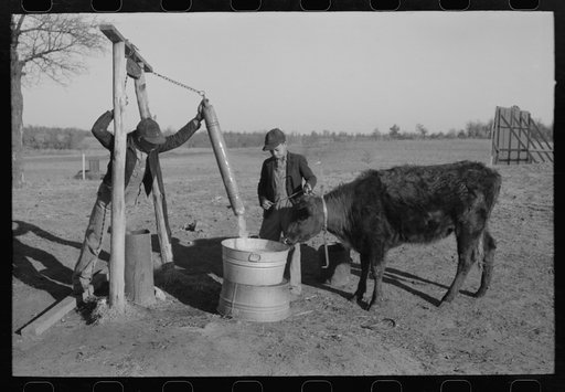 Sons of Pomp Hall, Negro tenant farmer, watering a calf on the farm, Creek County, Oklahoma, See general caption number 23