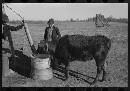 Untitled photo, possibly related to: Sons of Pomp Hall, Negro tenant farmer, watering a calf on the farm, Creek County, Oklahoma, See general caption number 23