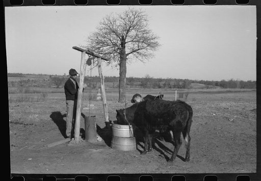 Untitled photo, possibly related to: Sons of Pomp Hall, Negro tenant farmer, watering a calf on the farm, Creek County, Oklahoma, See general caption number 23