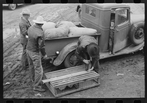 Untitled photo, possibly related to: Unloading chickens at consumers poultry house, Eufaula, Oklahoma
