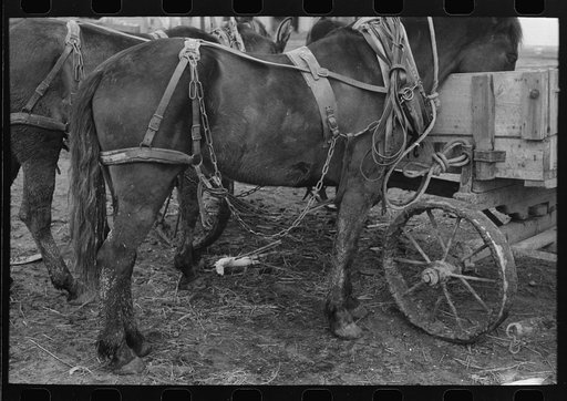 Harnessed mule hitched to muddy wagon, Eufaula, Oklahoma