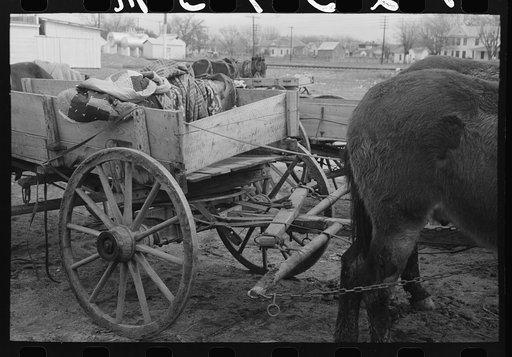 Detail of mule hitched to a muddy wagon, Eufaula, Oklahoma