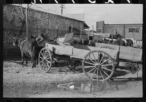 Lineup of wagons and mules hitched to posts, Eufaula, Oklahoma