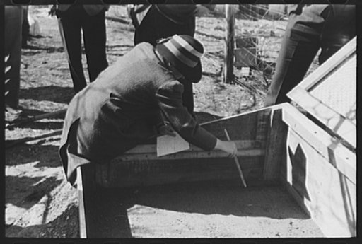Untitled photo, possibly related to: San Angelo, Texas. FSA (Farm Security Administration) supervisor demonstrating the best method of pruning