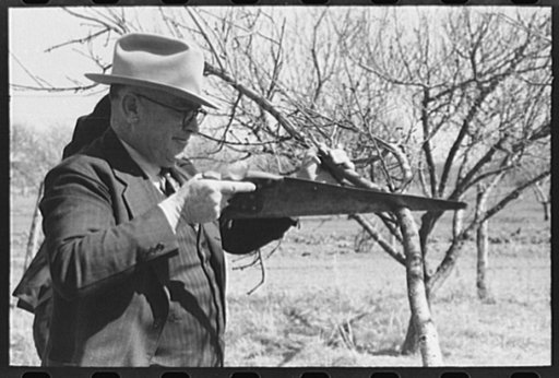 Untitled photo, possibly related to: San Angelo, Texas. FSA (Farm Security Administration) supervisor demonstrating the best method of pruning