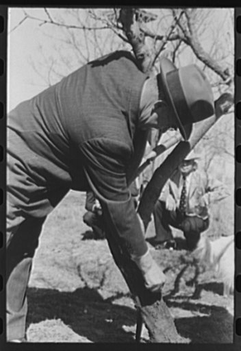 Untitled photo, possibly related to: San Angelo, Texas. FSA (Farm Security Administration) supervisor demonstrating the best method of pruning