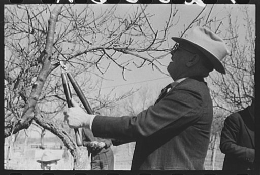 Untitled photo, possibly related to: San Angelo, Texas. FSA (Farm Security Administration) supervisor demonstrating the best method of pruning