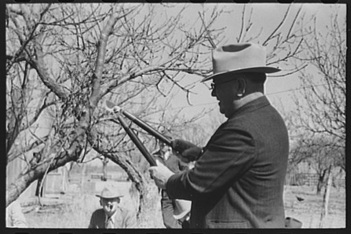 Untitled photo, possibly related to: San Angelo, Texas. FSA (Farm Security Administration) supervisor demonstrating the best method of pruning