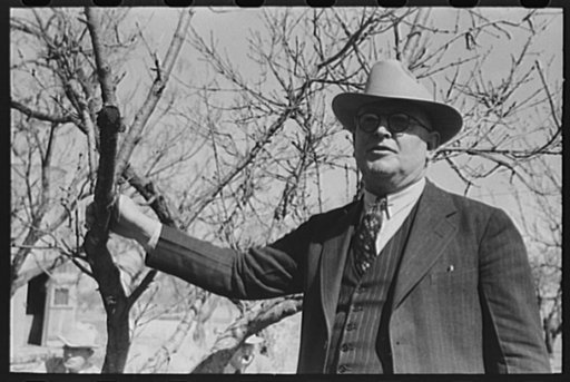 Untitled photo, possibly related to: San Angelo, Texas. FSA (Farm Security Administration) supervisor demonstrating the best method of pruning