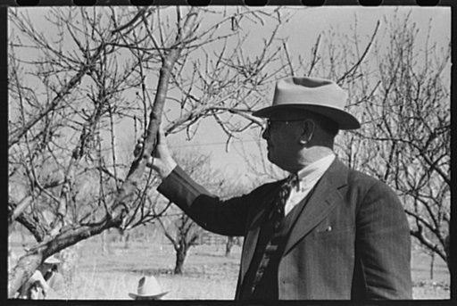 Untitled photo, possibly related to: San Angelo, Texas. FSA (Farm Security Administration) supervisor demonstrating the best method of pruning