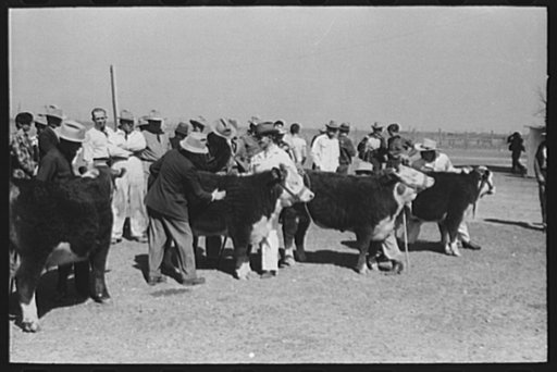 Untitled photo, possibly related to: Men watching the judging of Hereford steers at the San Angelo Fat Stock Show, San Angelo, Texas