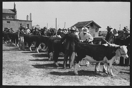 Untitled photo, possibly related to: Men watching the judging of Hereford steers at the San Angelo Fat Stock Show, San Angelo, Texas