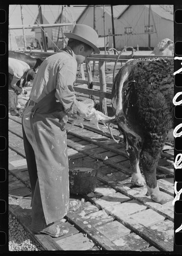 Washing Hereford steer's tail before he enters show ring at the San Angelo Fat Stock Show, San Angelo, Texas