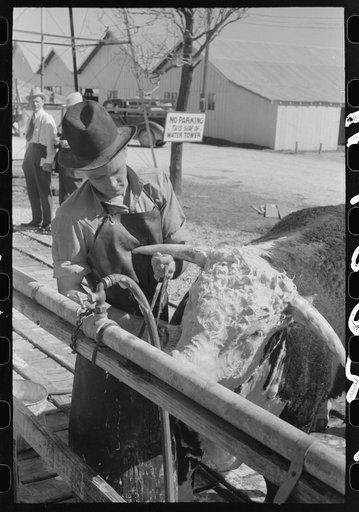 Untitled photo, possibly related to: Cowboy washing a Hereford steer which will be shown in the San Angelo Fat Stock Show the following day, San Angelo, Texas