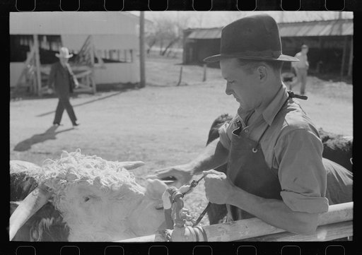 Untitled photo, possibly related to: Cowboy washing a Hereford steer which will be shown in the San Angelo Fat Stock Show the following day, San Angelo, Texas
