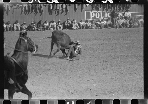 Rodeo performer bulldogging a calf at the rodeo of the San Angelo Fat Stock Show, San Angelo, Texas