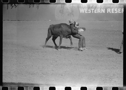 Rodeo performer bulldogging a calf at the rodeo of the San Angelo Fat Stock Show, San Angelo, Texas