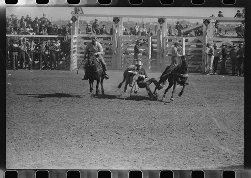 "Wild steer wrestling" at the rodeo of the San Angelo Fat Stock Show, San Angelo, Texas. Two cowboys ride the wild steer between them before one of them dismounts to bulldog the steer