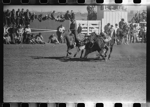 Untitled photo, possibly related to: "Wild steer wrestling" at the rodeo of the San Angelo Fat Stock Show, San Angelo, Texas. Two cowboys ride the wild steer between them before one of them dismounts to bulldog the steer