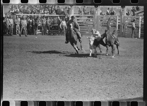 "Wild steer wrestling" at the rodeo of the San Angelo Fat Stock Show, San Angelo, Texas