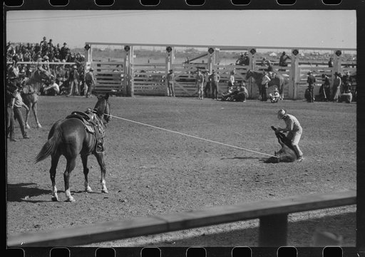 Cowboy tying up a roped and throw calf during roping contest at the rodeo of the San Angelo Fat Stock Show, San Angelo, Texas