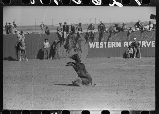 Roped calf during the calf roping contest at the rodeo of the San Angelo Fat Stock Show, San Angelo, Texas