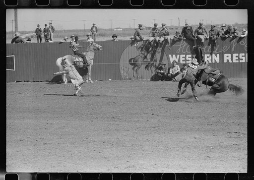 Cowboy dismounting to throw and tie a calf which he roped from his horse. Notice how the trained cowpony holds the rope taut to prevent the calf from escaping. Rodeo at the San Angelo Fat Stock Show, San Angelo, Texas
