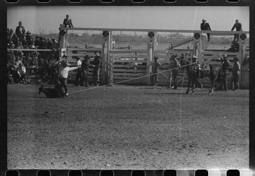 Untitled photo, possibly related to: Cowboy dismounting to throw and tie a calf which he roped from his horse. Notice how the trained cowpony holds the rope taut to prevent the calf from escaping. Rodeo at the San Angelo Fat Stock Show, San Angelo, Texas